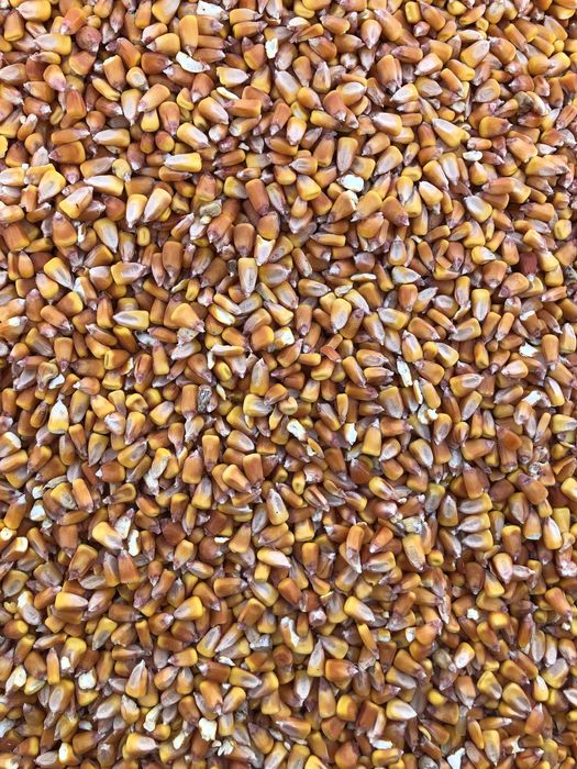 Grau de samanta si consum,orz,porumb