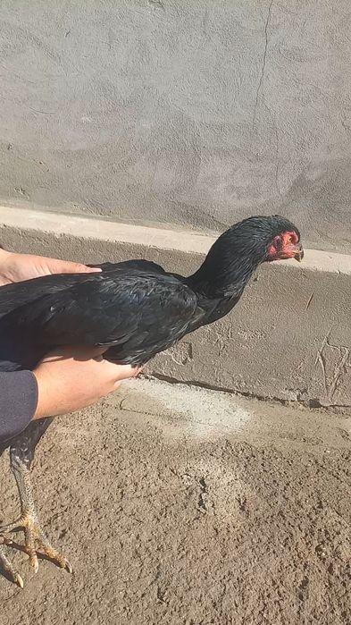 Жужа товук гирраааш зуридан.