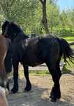 Vand sau schimb manza neagra