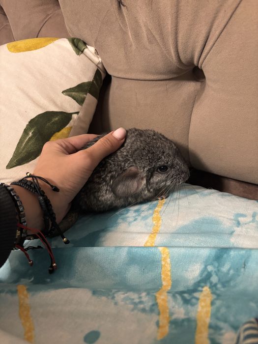 Chinchilla pui si adult