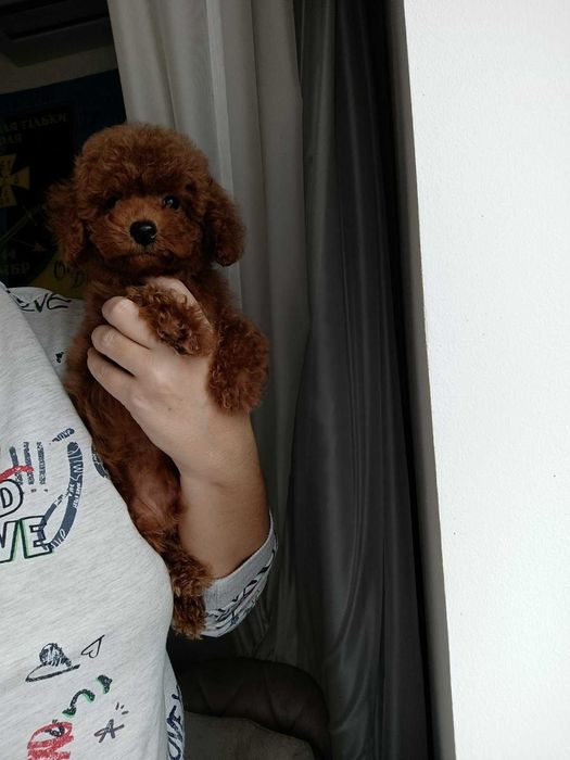 той  пуделче.пудели