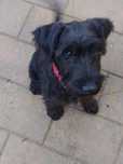 Schnauzer standard mittelschnauzer Negru pedigree tip A