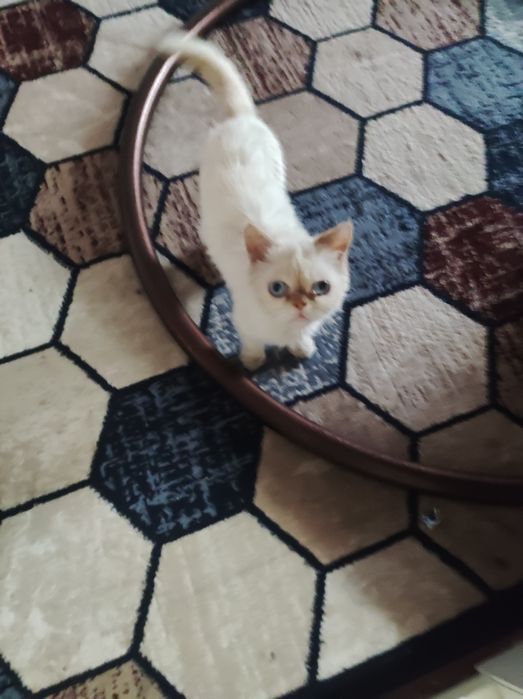 Mushuk zoti exotic