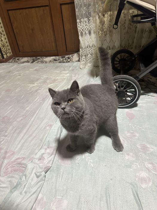 Skotch strayt vyazka tozza qon