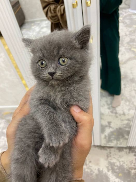 Mushuk kafolat bilan