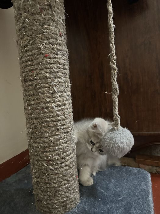 Скоттиш фолд-скоттиш страйт породы