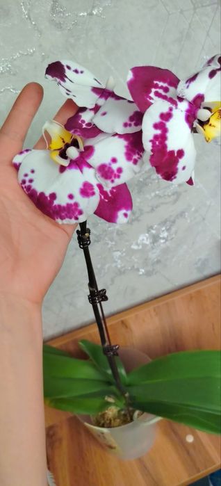 Орхидея Phalaenopsis