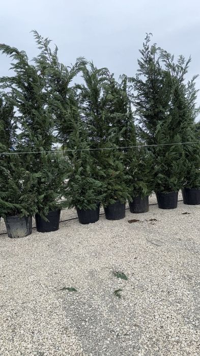 Cupressus leylandii 2.5m - 4m crescuți în ghiveci, super oferta