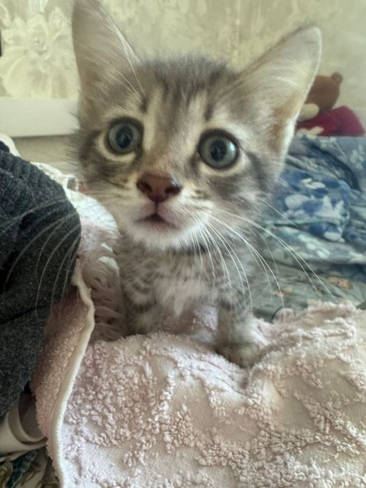 Котенок 1.5 месяца