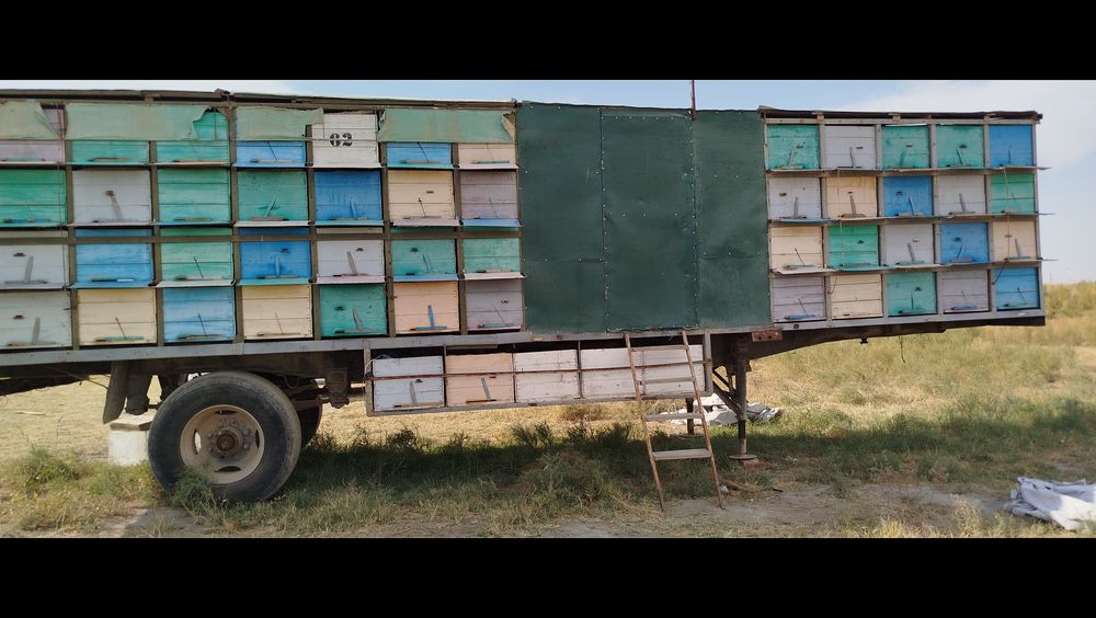 Asal ari pavilion sotiladi 114 ta yashiglik