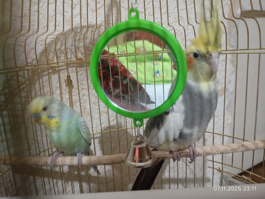 Волнистый попугай и Корела, Оптовая цена