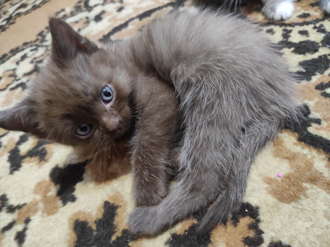 Отдам котят в добрые руки