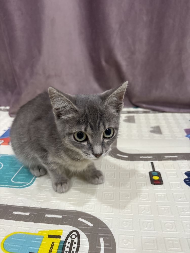 Котенок в добрые руки!