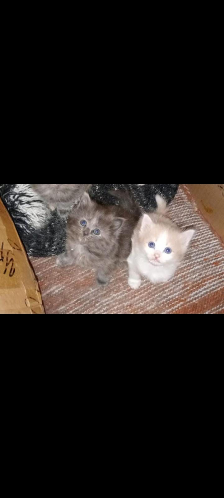 Котята Заботливым ответственным Хозяевам
