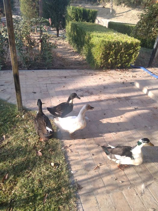 G‘oz, o‘rdaklar sotiladi