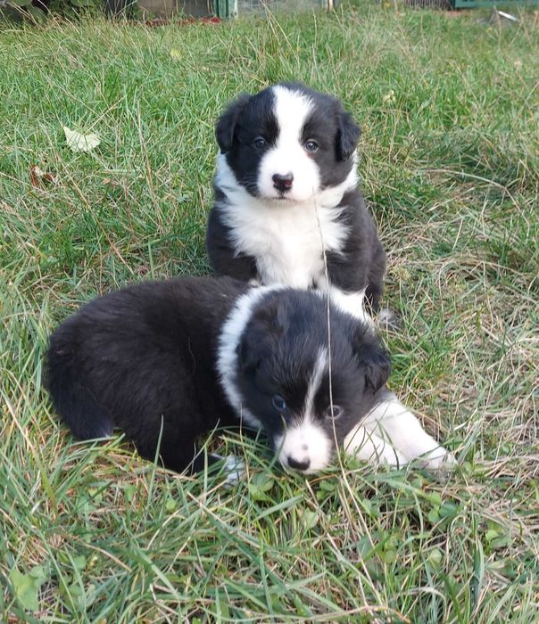 Border Collie Iasi