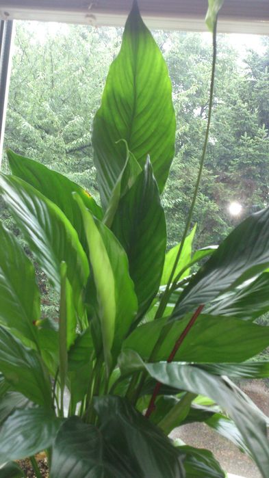 Продавам цветя Спатифилум - подготвени за есенно-зимен цъфтеж