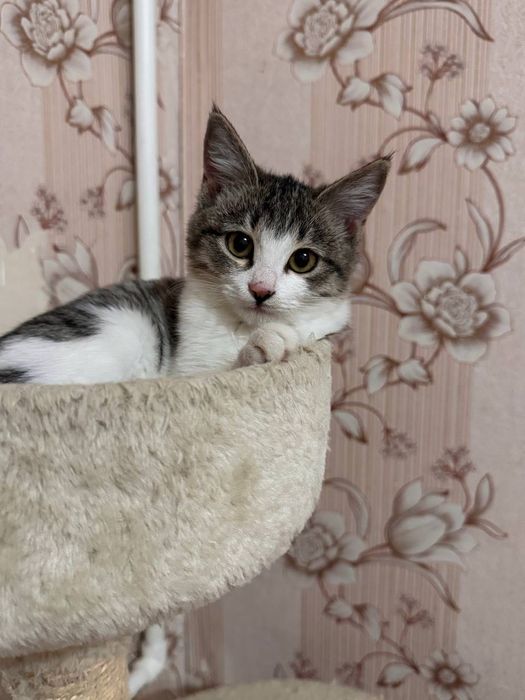 Котенок пятнистый бесплатно даром