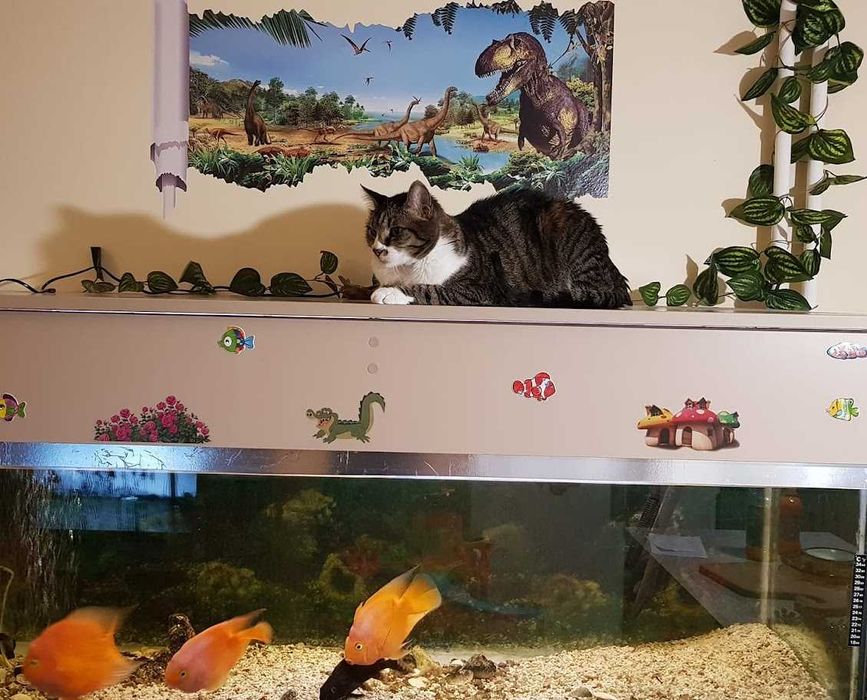 Продавам празен аквариум БЕЗ ТЕЧОВЕ  в перфектно състояние