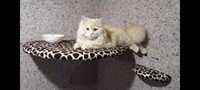 Персидский классический кот