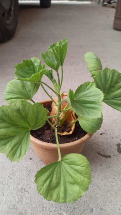 Комнатные растения (отростки)