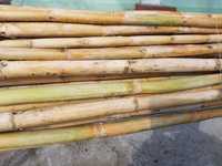 Продам стебли Камышового Бамбука 2020 года урожая.