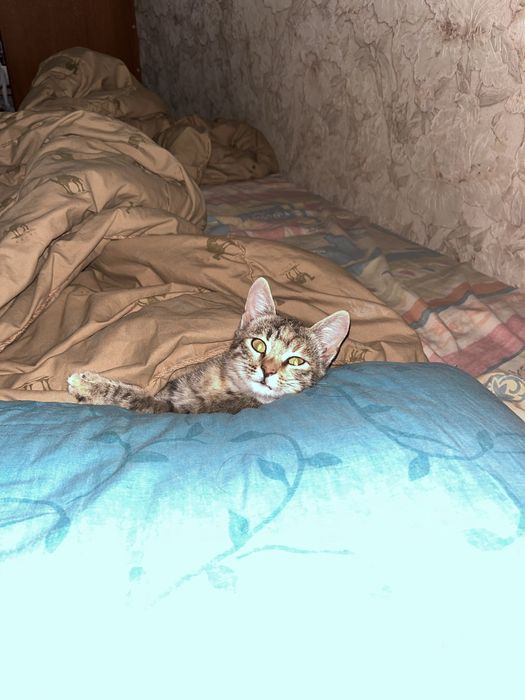 Котенок девочка в добрые и ответственные руки