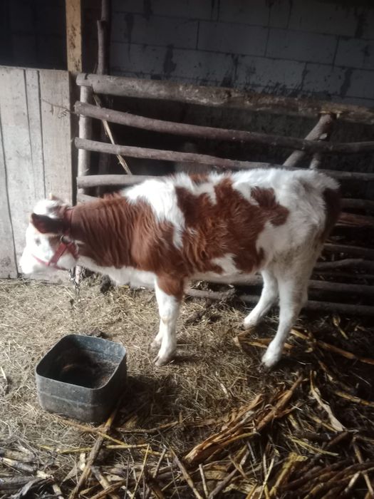 Vând vacă bălțată românească