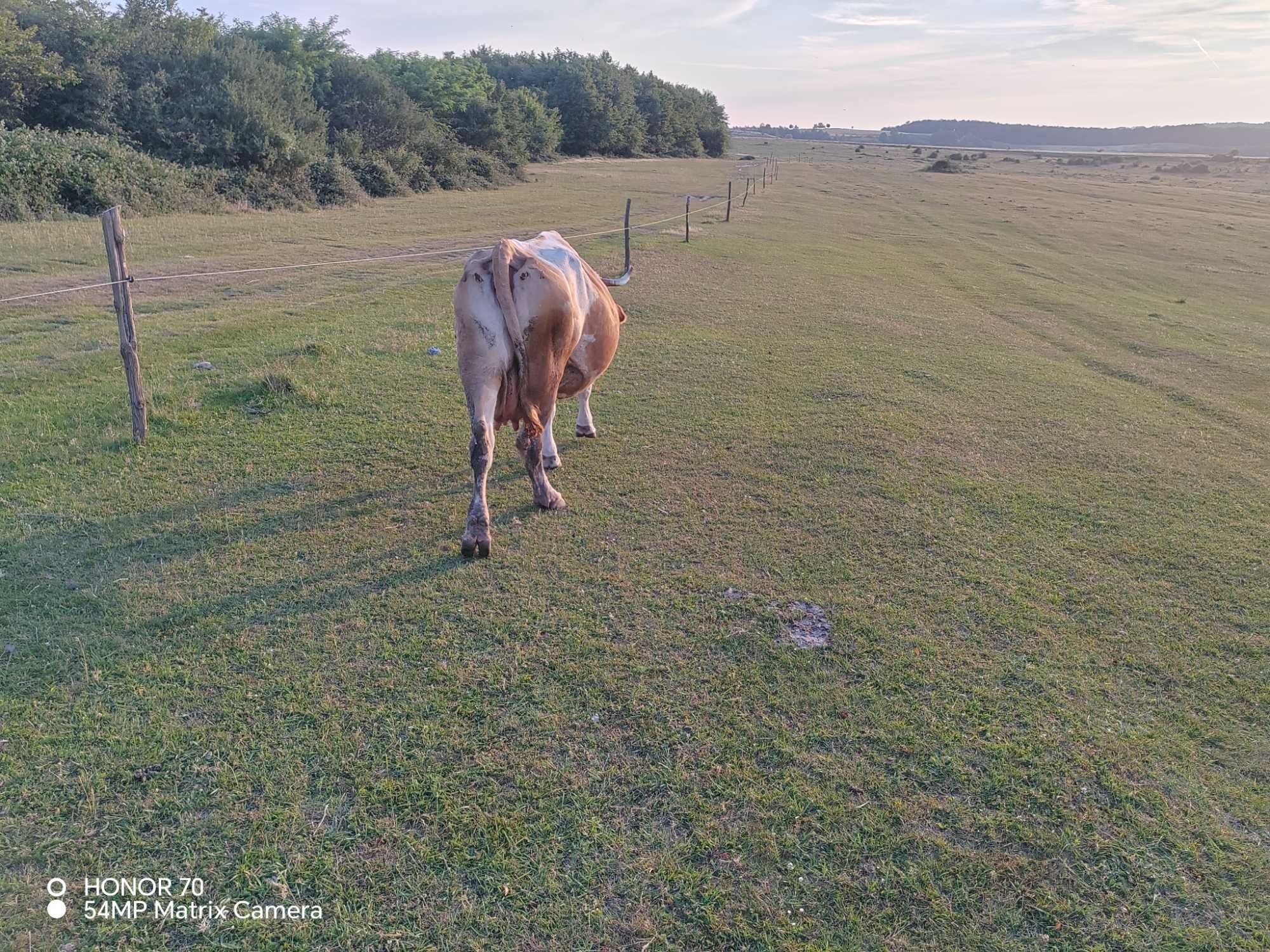 Vaca gestanta în a 8 a luna