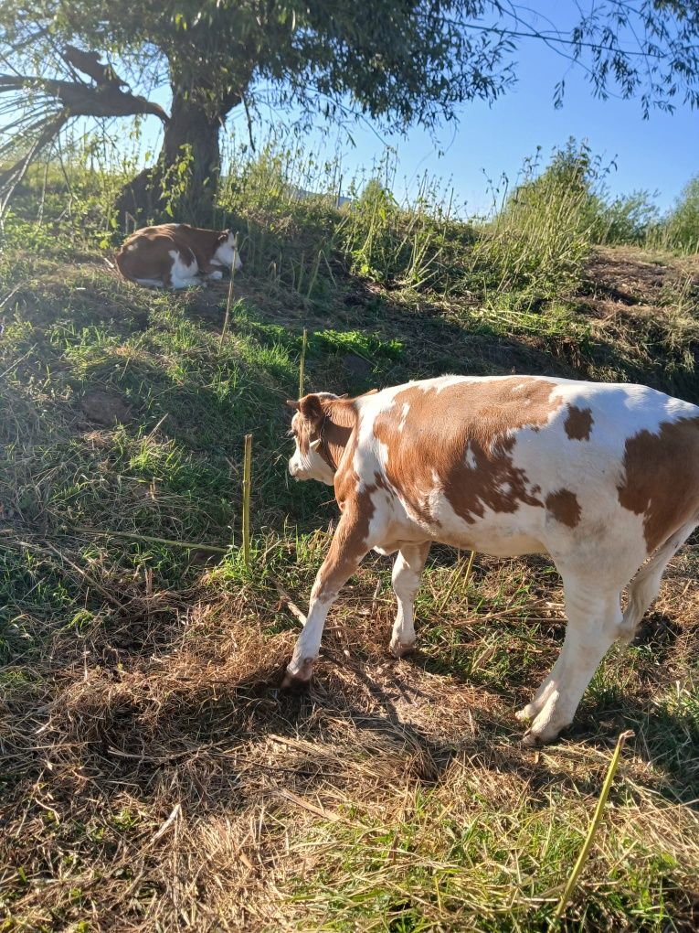 Vițică Balțată Românească