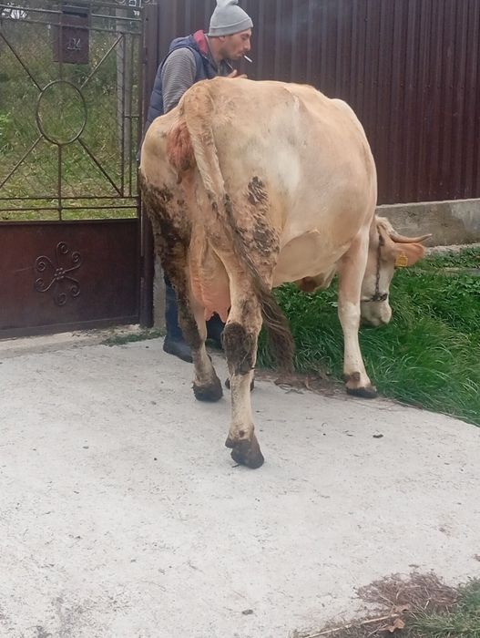 Vind juninca de3ani ani ci vremea împlinită de fatare