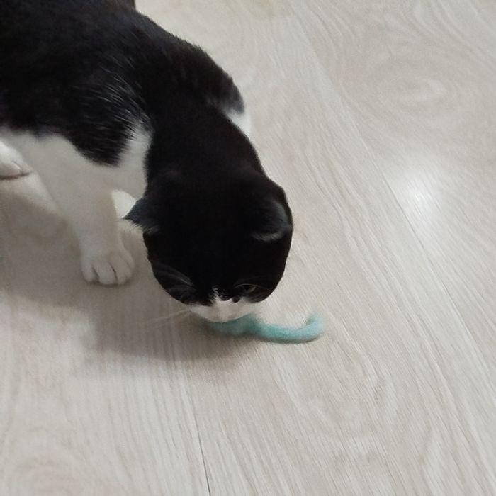 Кошечка ищет любящих хозяев