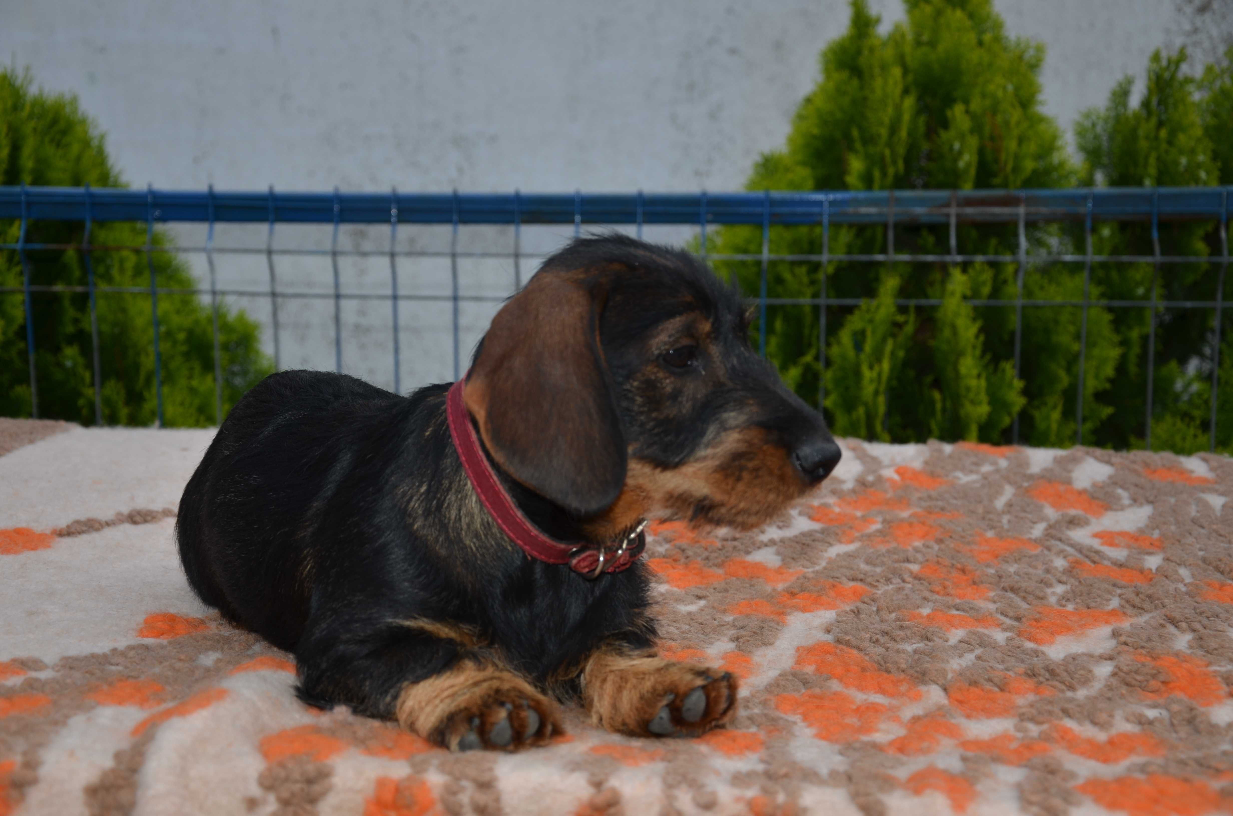 femela teckel sarmos standard , 4 luni , Pedigree A