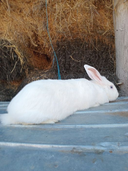 Femelă iepure Fluture German Janet pe alb– 1 an, 4 kg – sănătoasă