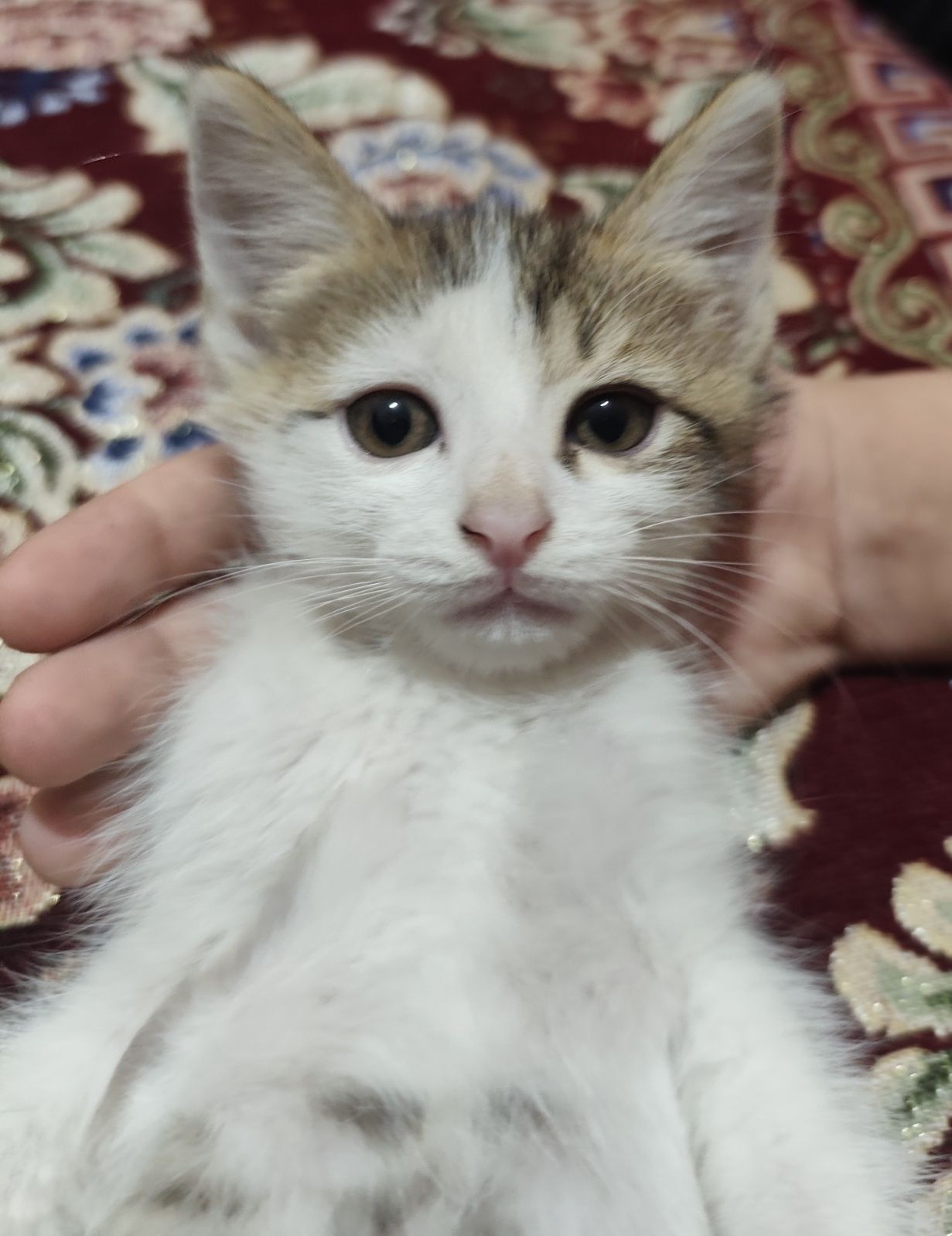 Mushuk hadyaga beriladi