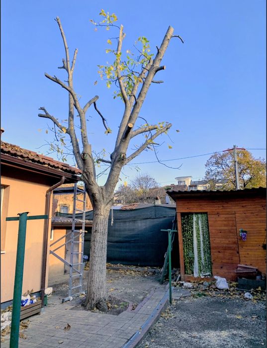 Рязане на дърва за огрев и кастрене на дървета