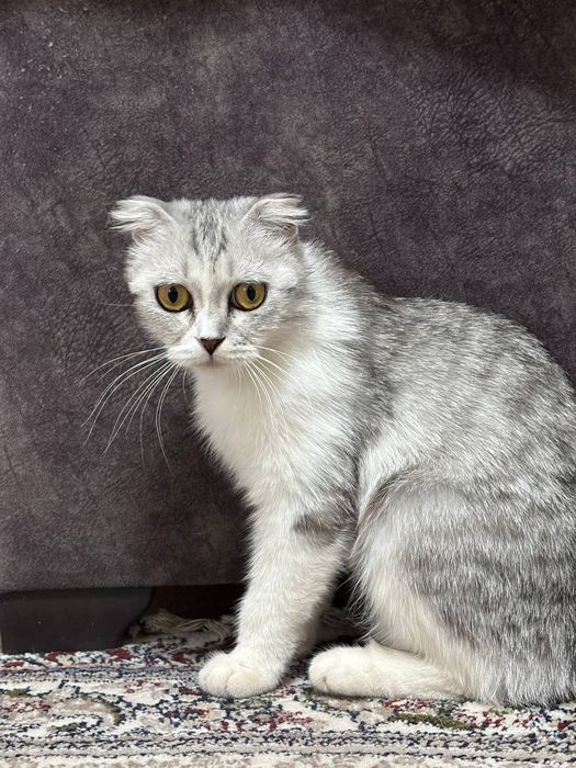 Scottish fold mushuk