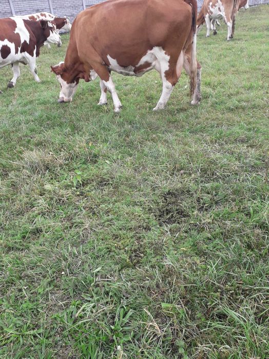 Vând vacă bălțată