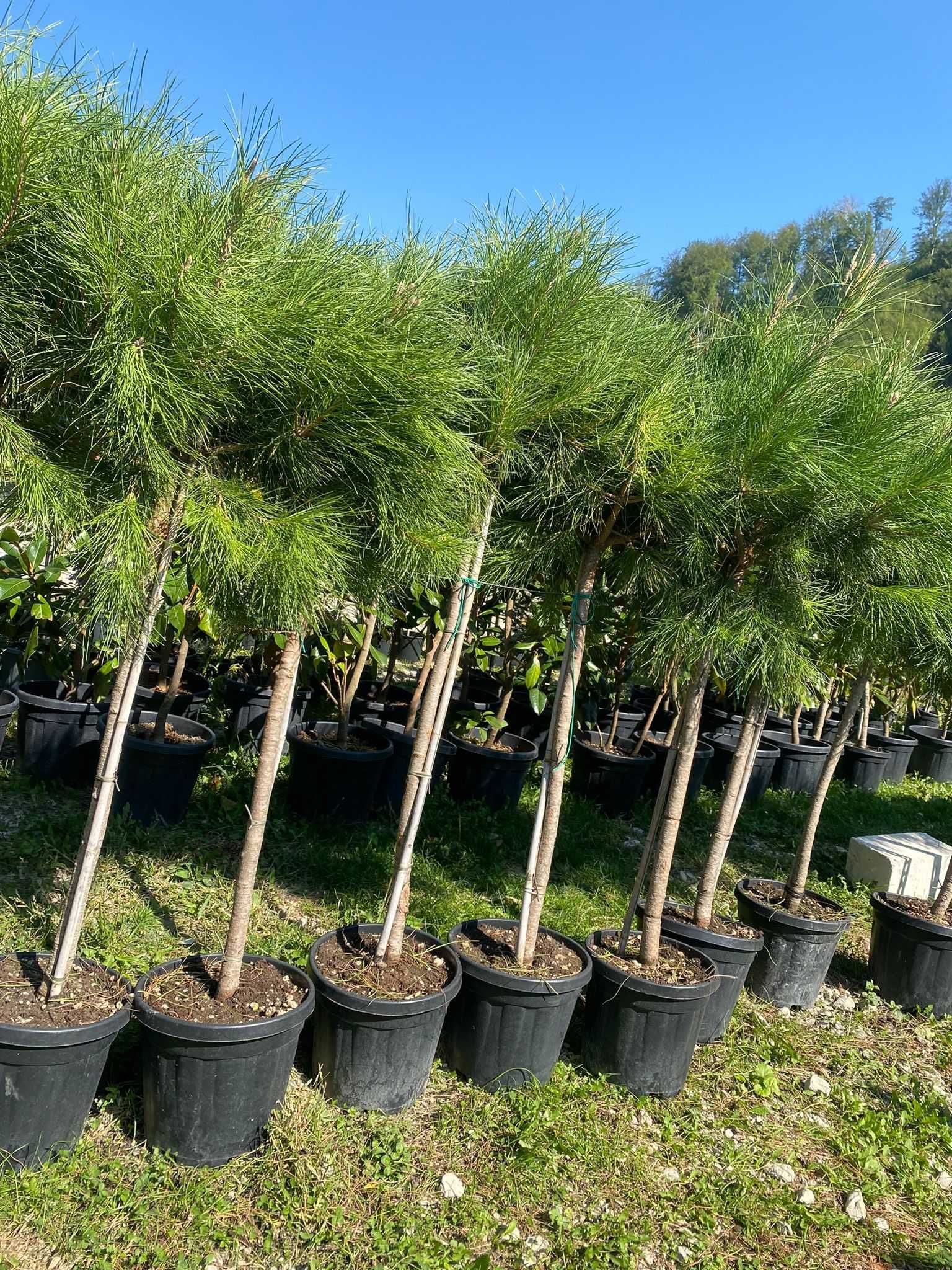 Plante ornamentale de grădină – frumusețe durabilă pentru spațiul tău
