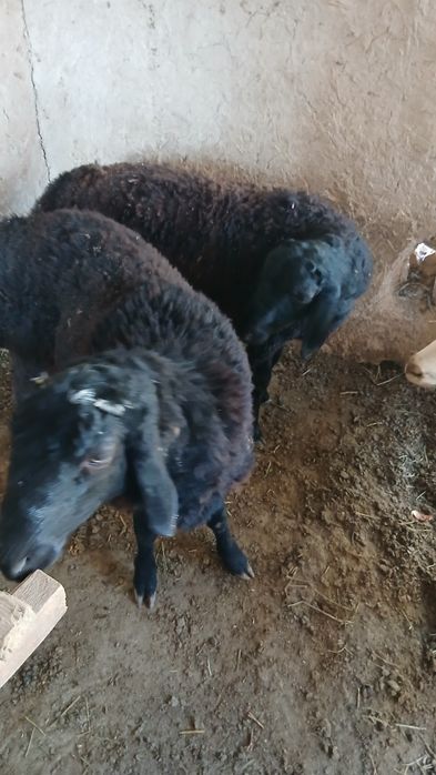 Quchqorlar sotiladi 2ta barra