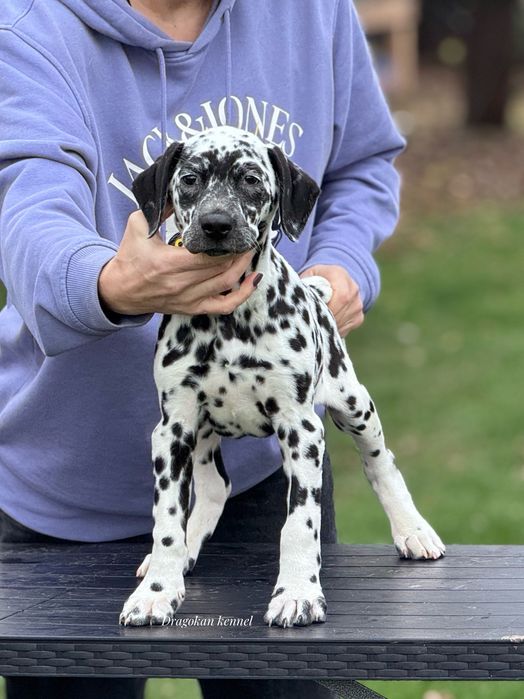 Dalmatian rasă pură cu pedigree
