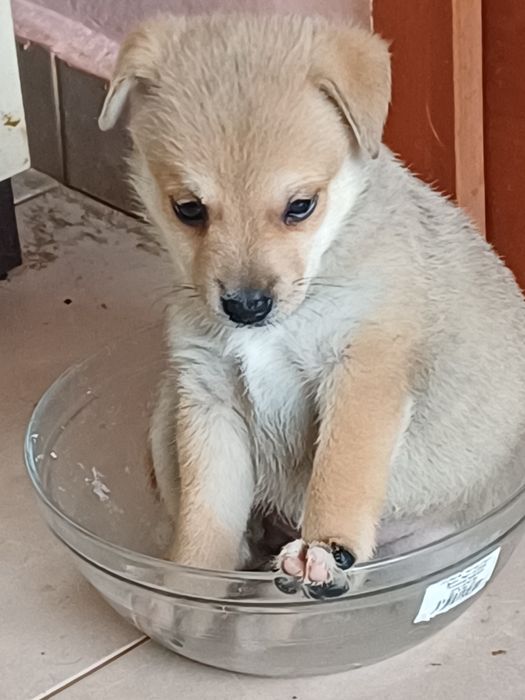 Сладурки търсят дом