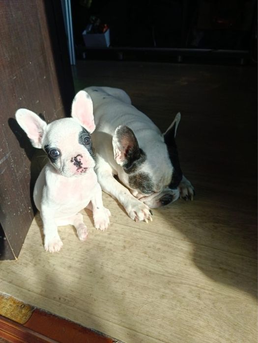 Французик девочка