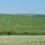 Vînd lucerna  ecologica
