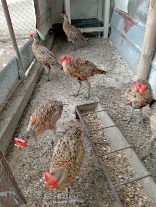 Vând păuni și fazani