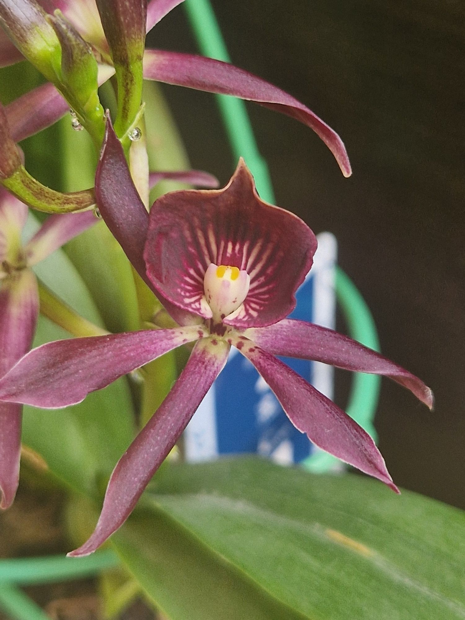 Vânzare Orhidee Encyclia Black Comet