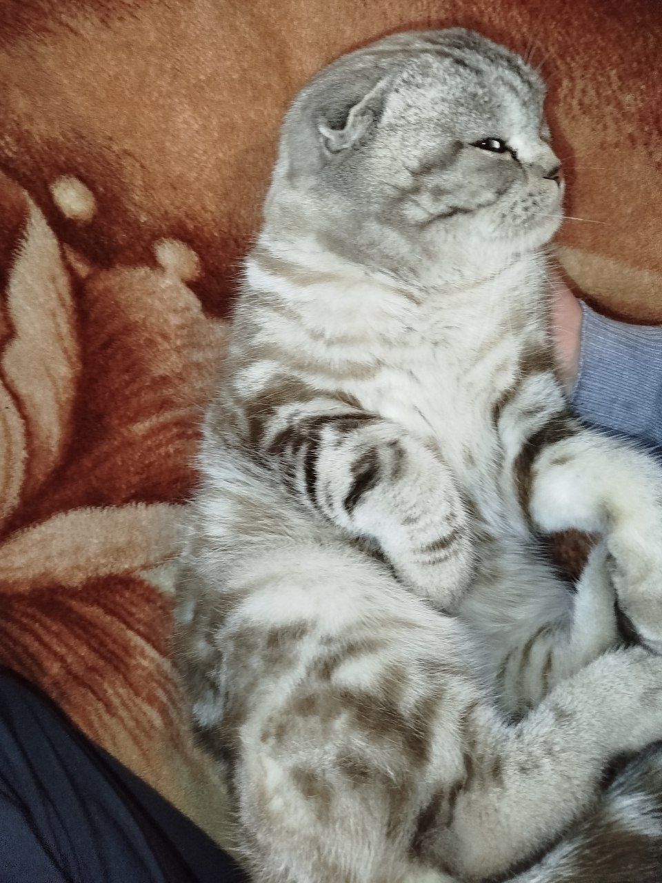 Вяска Шатлаский скотиш фолт