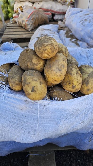 Картоп / картофель - көтерме баға + доставка бар!