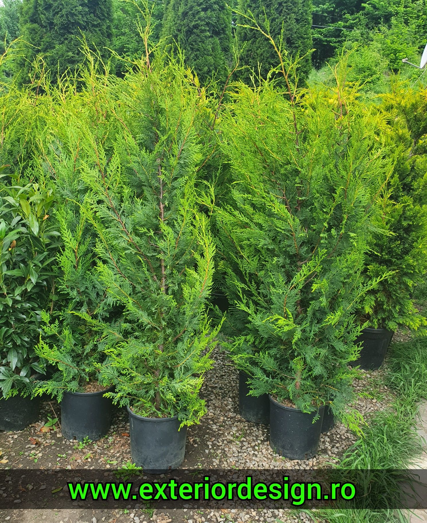 Tuia smarald inaltime 1m-3m, thuja smaralgd, magnolia grandiflora, etc