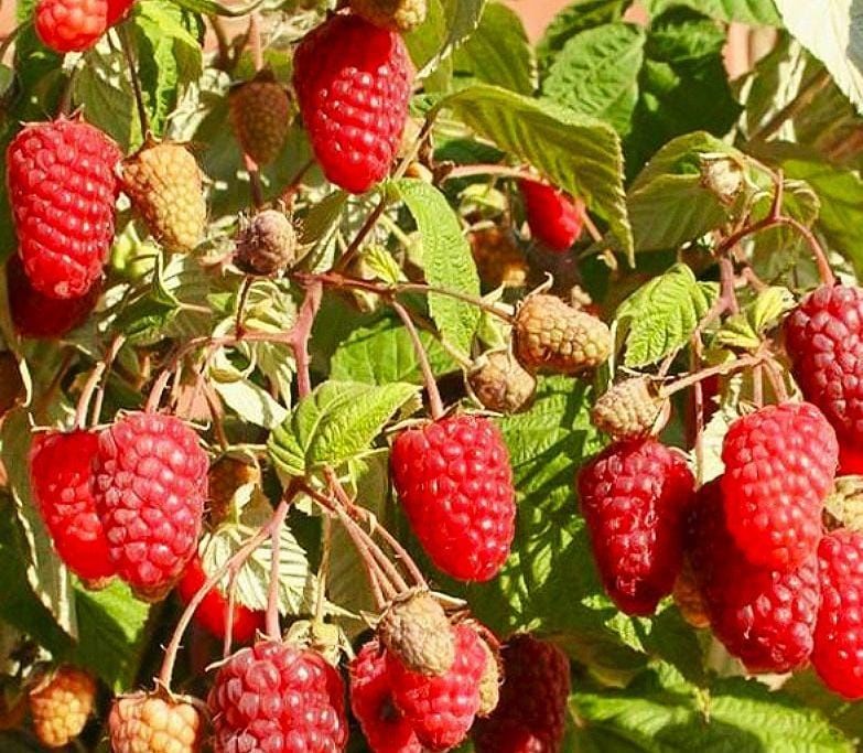 Продам саженцы малины